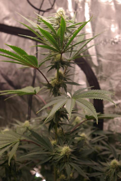 Black Lemon exotic Seed. Week 9
