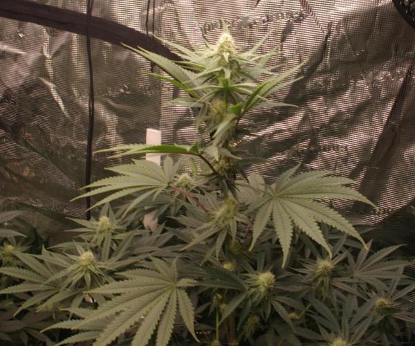 Black Lemon exotic Seed. Week 9
