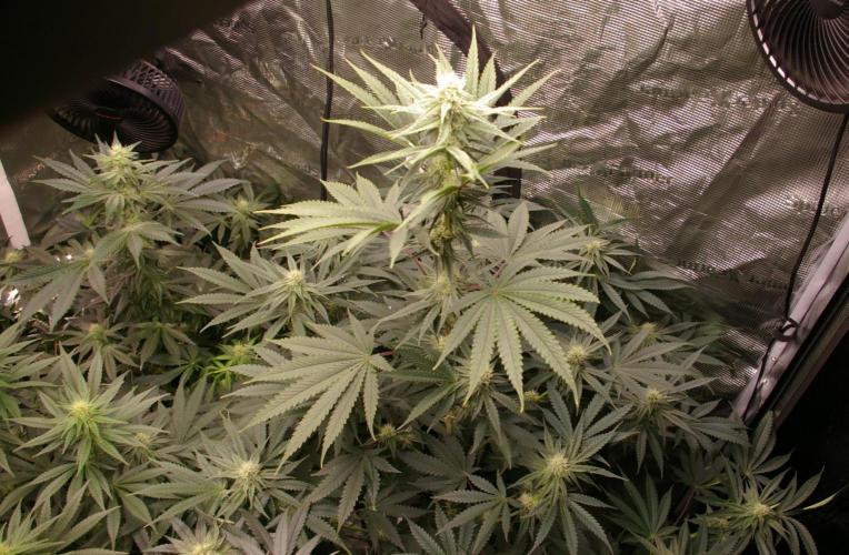 Black Lemon exotic Seed. Week 9