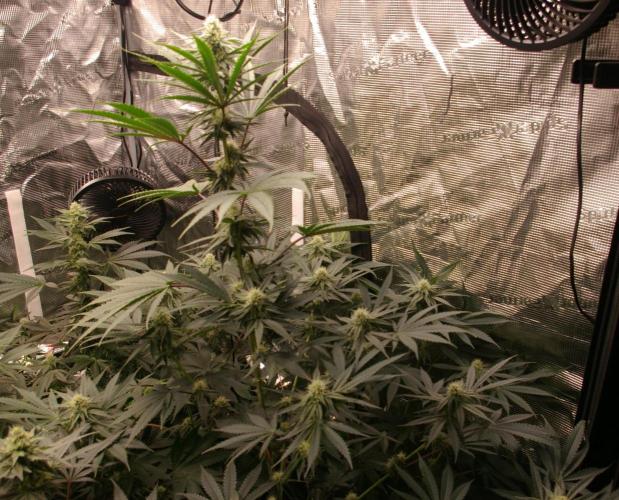 Black Lemon exotic Seed. Week 9