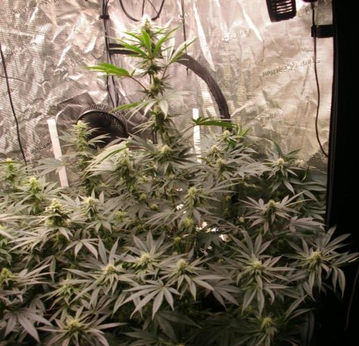Black Lemon exotic Seed. Week 9