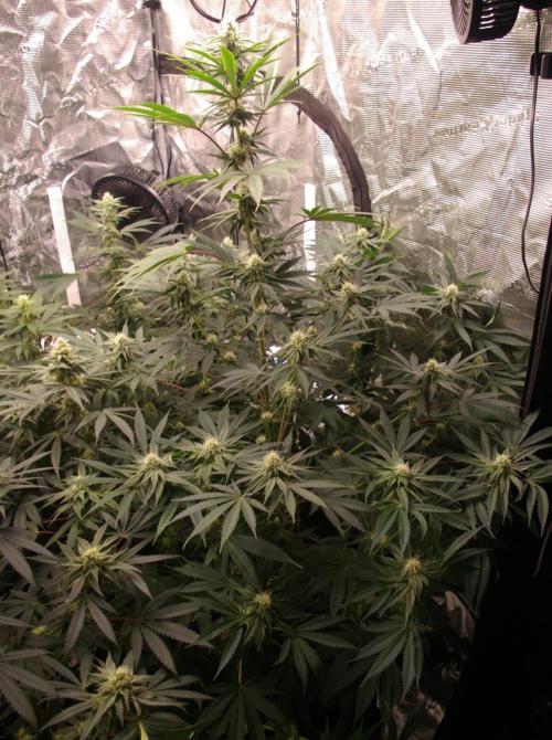 Black Lemon exotic Seed. Week 9