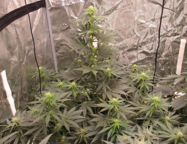 Dragon Milk Sensi Seeds. Week 9