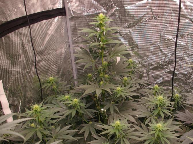 Dragon Milk Sensi Seeds. Week 9