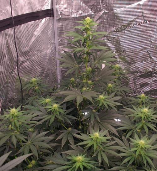 Dragon Milk Sensi Seeds. Week 9