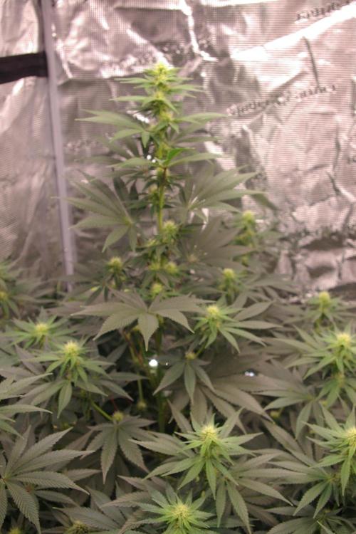 Dragon Milk Sensi Seeds. Week 9