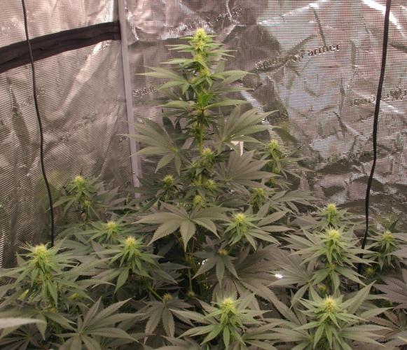 Dragon Milk Sensi Seeds. Week 9