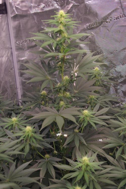 Dragon Milk Sensi Seeds. Week 9