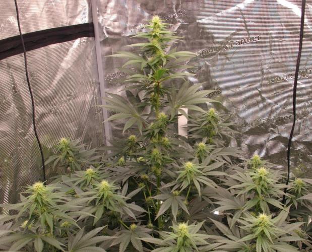 Dragon Milk Sensi Seeds. Week 9