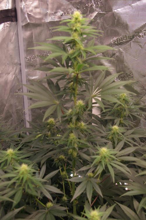 Dragon Milk Sensi Seeds. Week 9