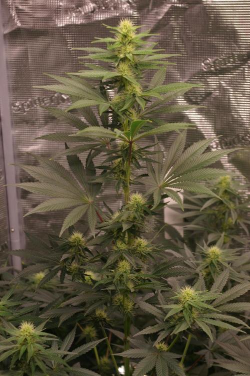Dragon Milk Sensi Seeds. Week 9