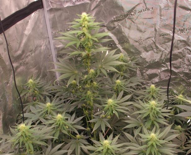 Dragon Milk Sensi Seeds. Week 9