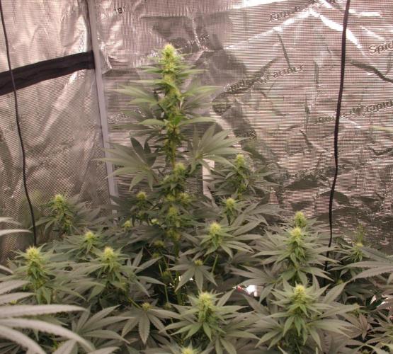Dragon Milk Sensi Seeds. Week 9