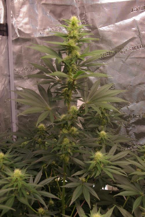 Dragon Milk Sensi Seeds. Week 9