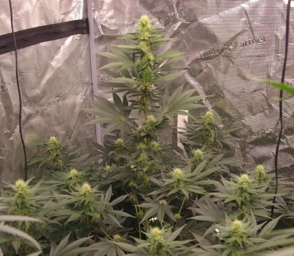 Dragon Milk Sensi Seeds. Week 9