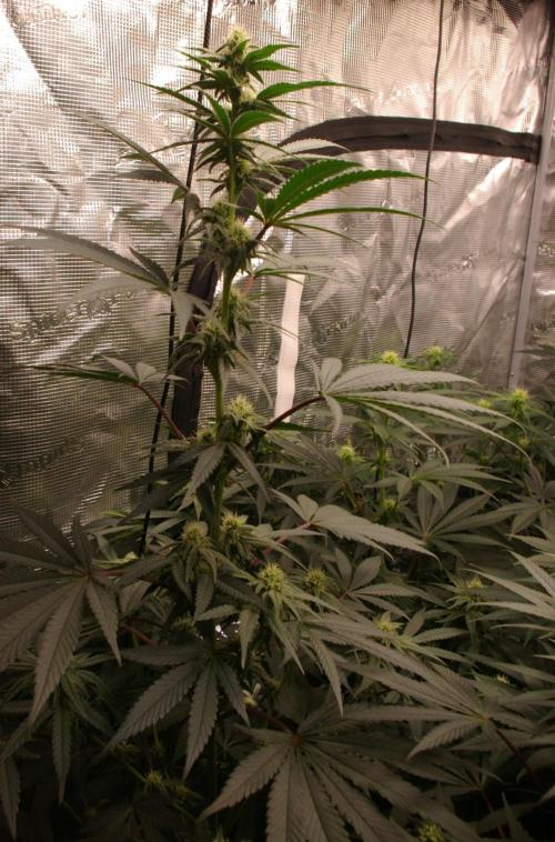 Sticky Berry Mints sensi seeds. Week 9