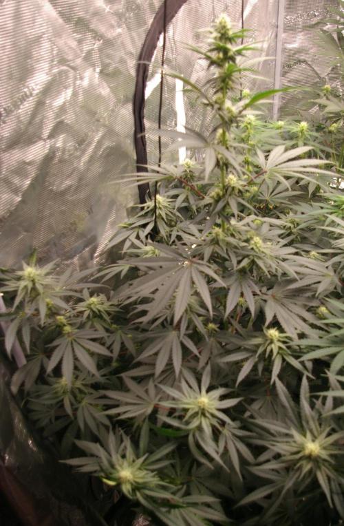 Sticky Berry Mints sensi seeds. Week 9