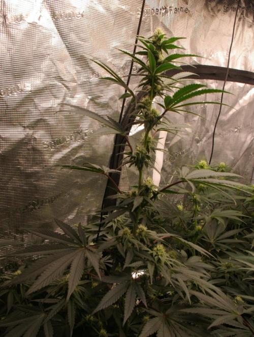 Sticky Berry Mints sensi seeds. Week 9