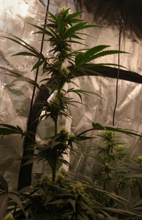 Sticky Berry Mints sensi seeds. Week 9