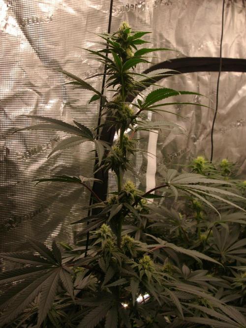 Sticky Berry Mints sensi seeds. Week 9