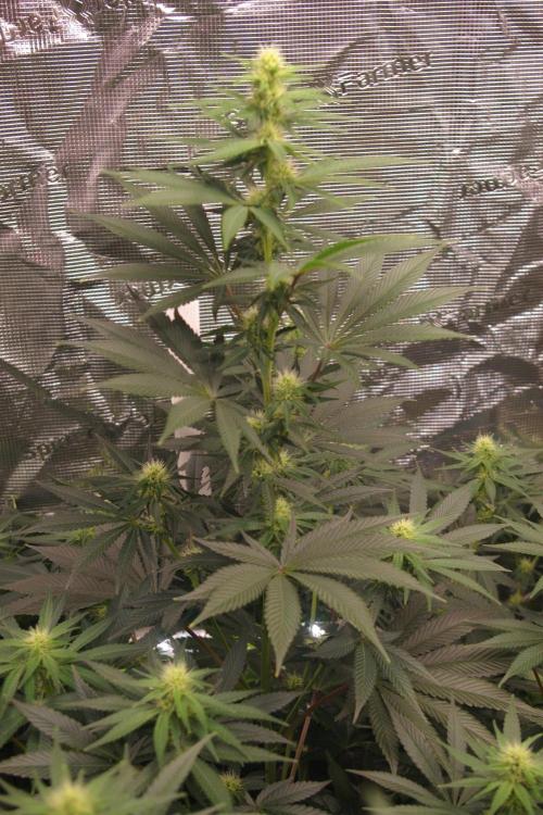 Sticky Berry Mints sensi seeds. Week 9