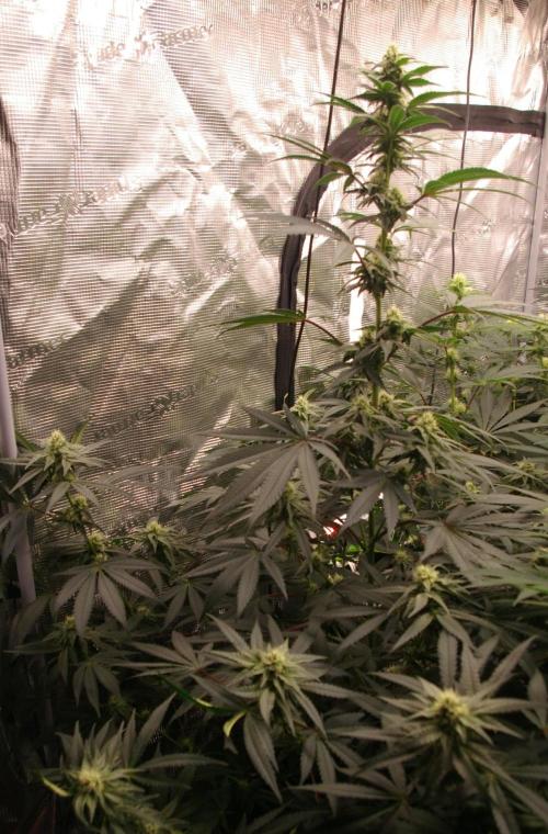 Sticky Berry Mints sensi seeds. Week 9