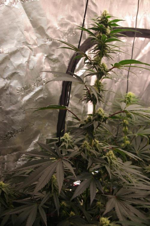 Sticky Berry Mints sensi seeds. Week 9