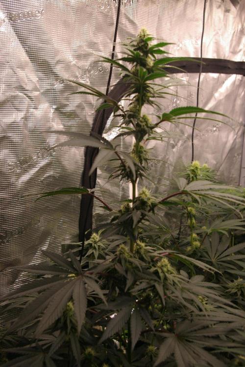 Sticky Berry Mints sensi seeds. Week 9