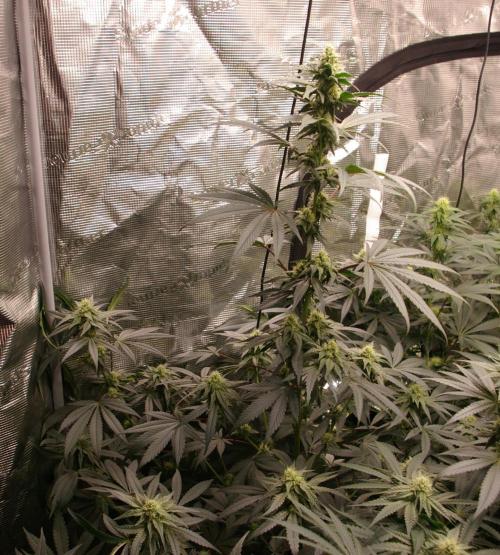 Sticky Berry Mints sensi seeds. Week 9