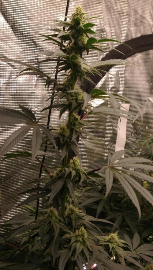 Sticky Berry Mints sensi seeds. Week 9