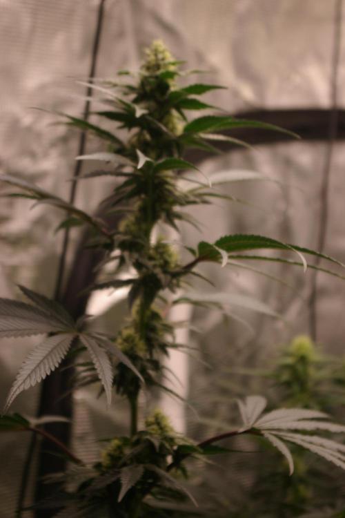 Sticky Berry Mints sensi seeds. Week 9