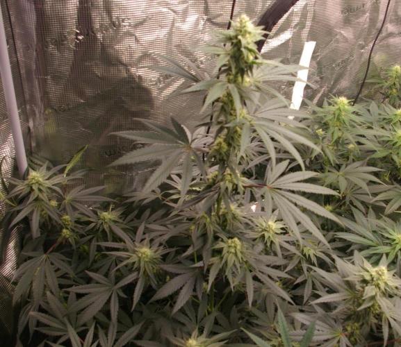 Sticky Berry Mints sensi seeds. Week 9