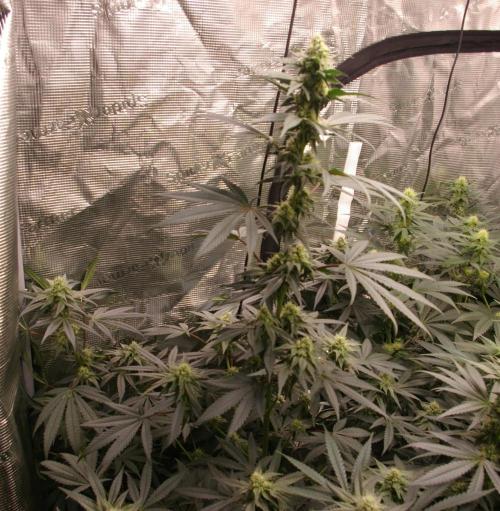 Sticky Berry Mints sensi seeds. Week 9