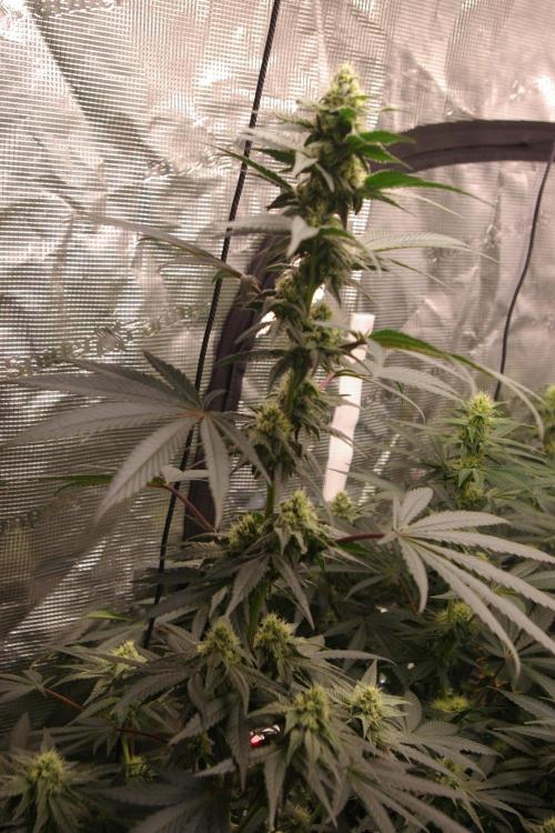 Sticky Berry Mints sensi seeds. Week 9