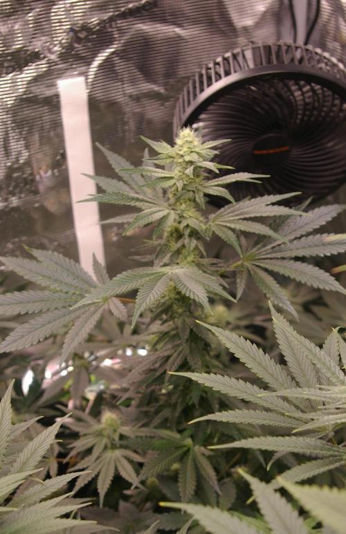 Jelly Cake Barney's Farm. Week 10