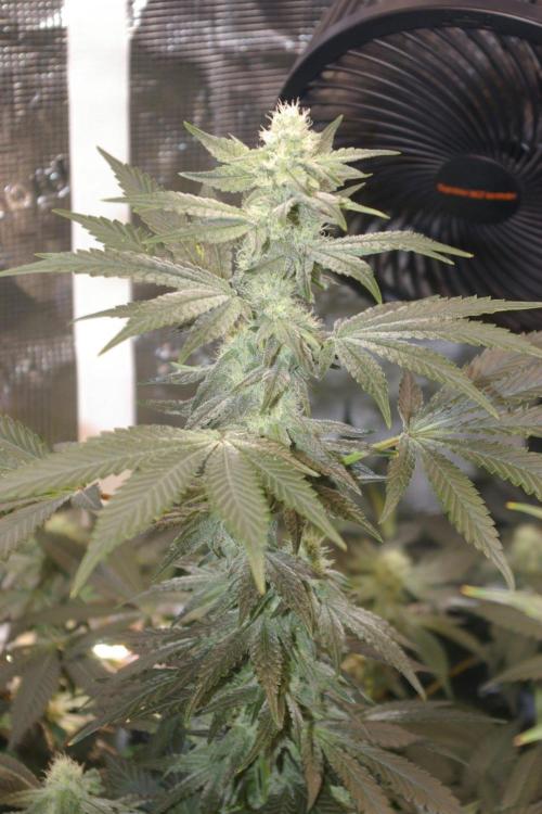Jelly Cake Barney's Farm. Week 10