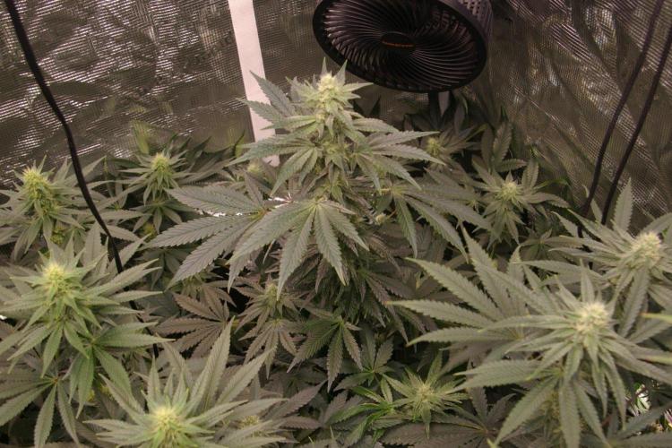 Jelly Cake Barney's Farm. Week 10