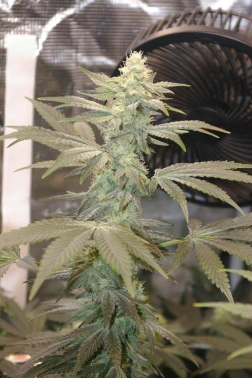 Jelly Cake Barney's Farm. Week 10