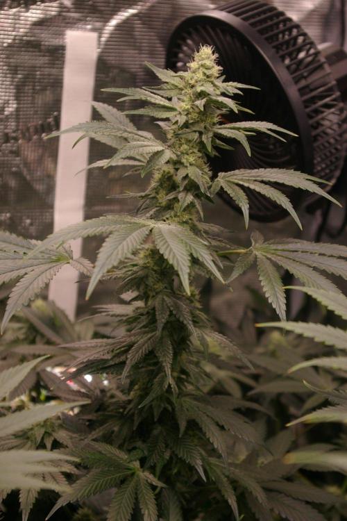 Jelly Cake Barney's Farm. Week 10