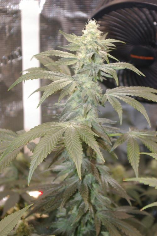 Jelly Cake Barney's Farm. Week 10