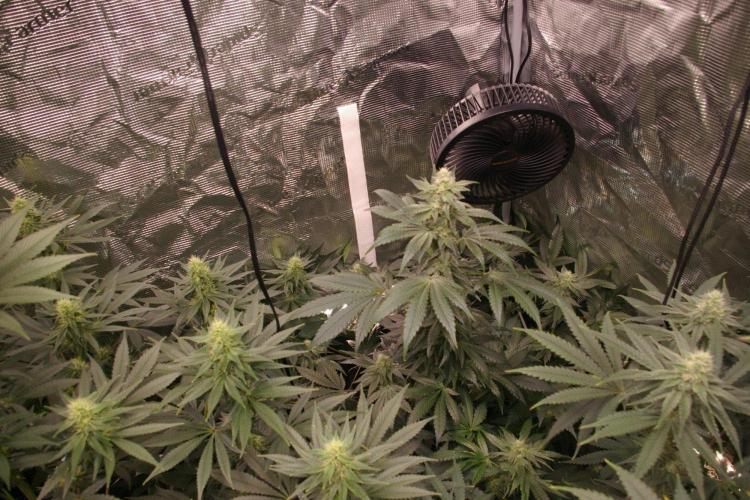 Jelly Cake Barney's Farm. Week 10