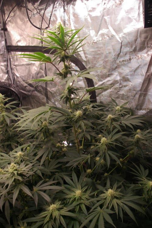 Black Lemon exotic Seed. Week 10