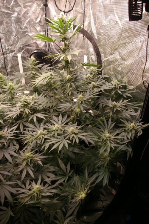 Black Lemon exotic Seed. Week 10