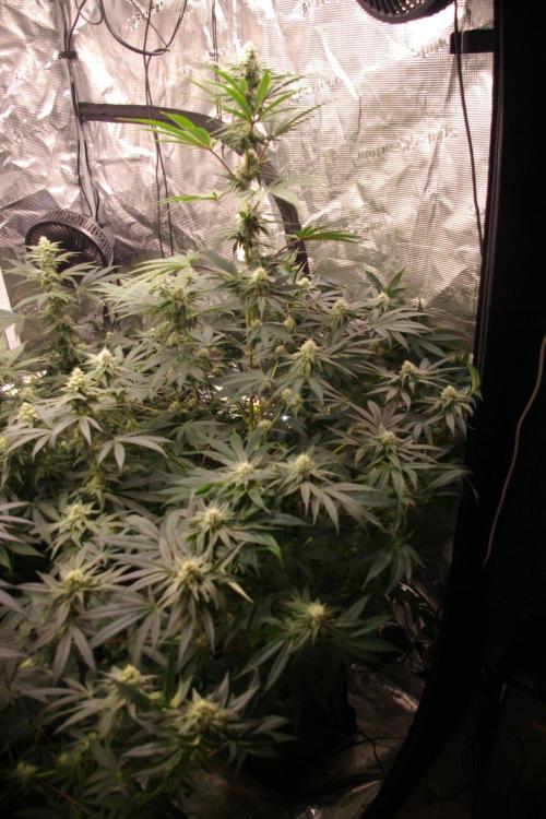 Black Lemon exotic Seed. Week 10