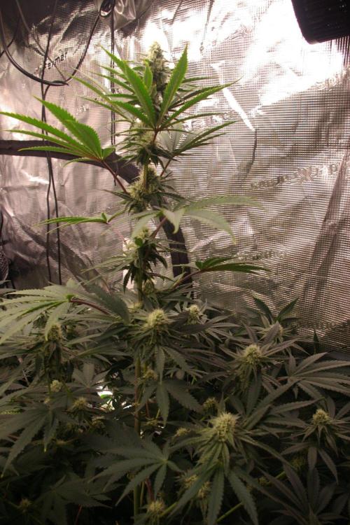 Black Lemon exotic Seed. Week 10