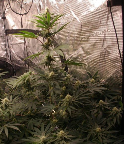 Black Lemon exotic Seed. Week 10
