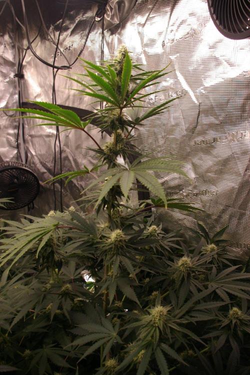 Black Lemon exotic Seed. Week 10