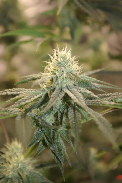 Black Lemon exotic Seed. Week 10