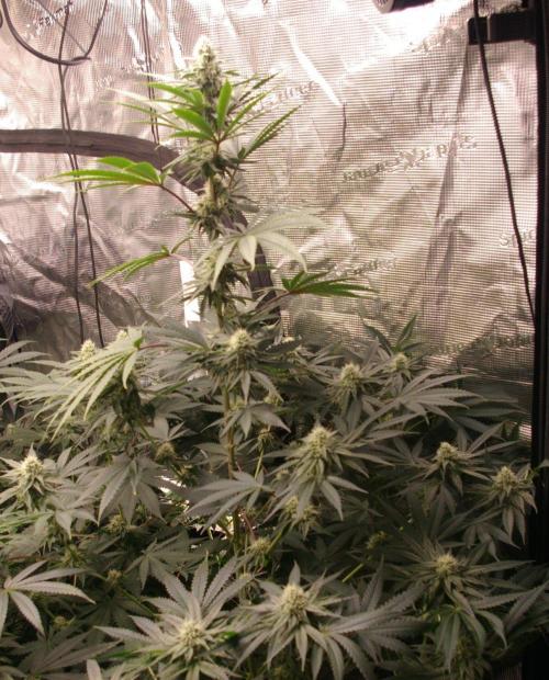 Black Lemon exotic Seed. Week 10