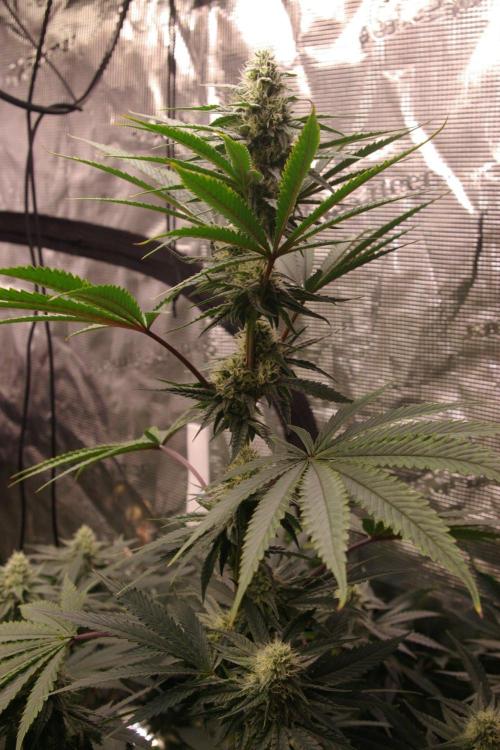 Black Lemon exotic Seed. Week 10